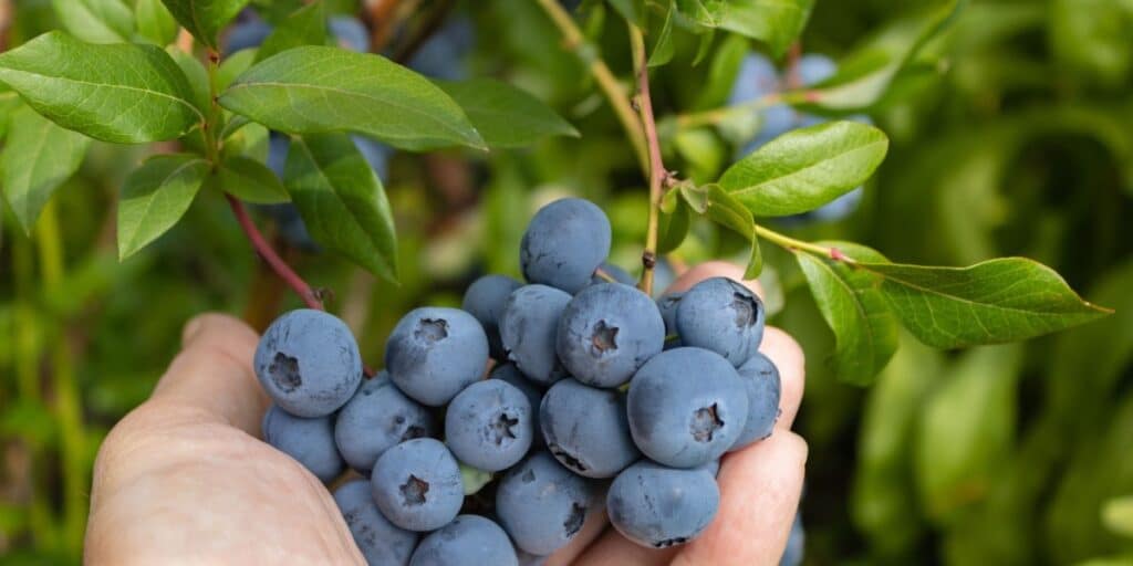 Blueberries