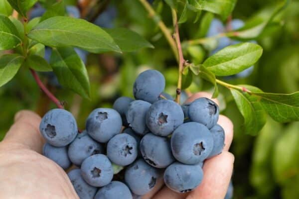 Blueberries